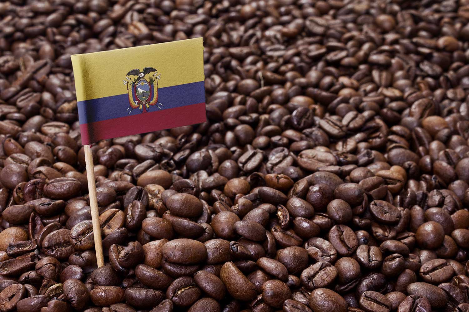 El café ecuatoriano deleita y sorprende Revista Maxi Online