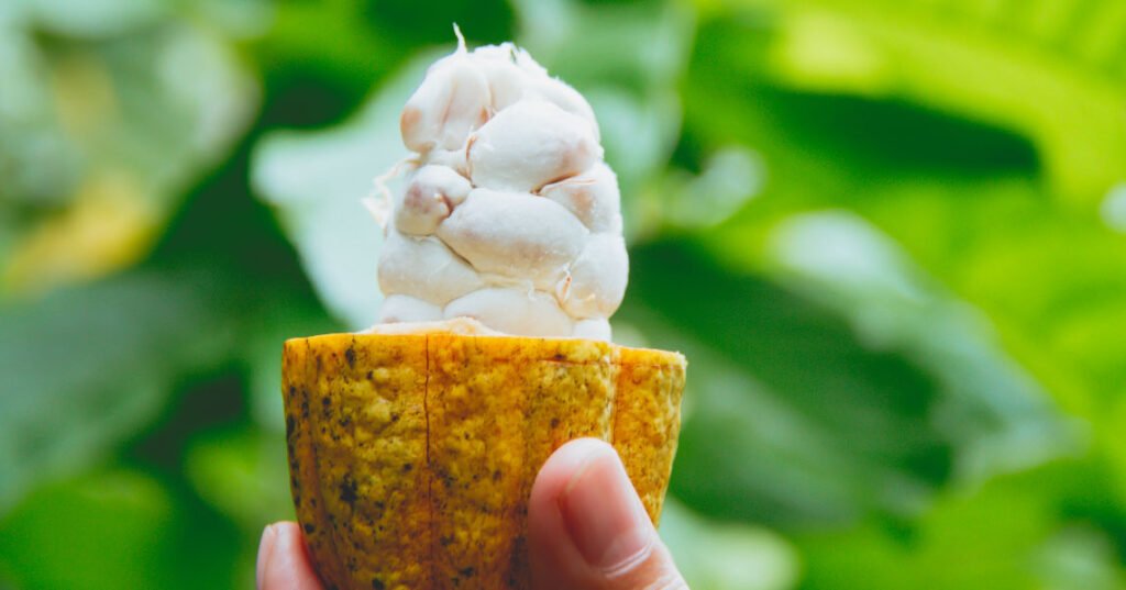 cacao fruta