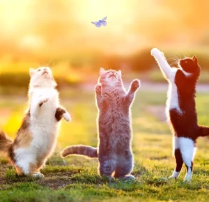 gatos (1)